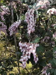 Pieris