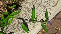 Commelina erecta
