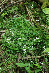 Arabidopsis halleri