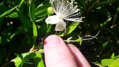 Myrtus communis