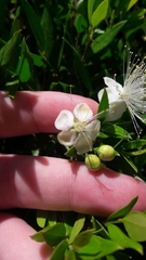 Myrtus communis