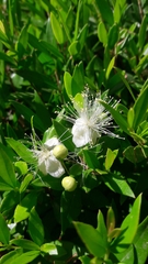 Myrtus communis