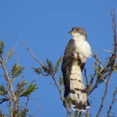 Pachycoccyx audeberti