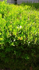 Myrtus communis