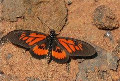 Acraea orinata