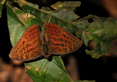 Apectinaria