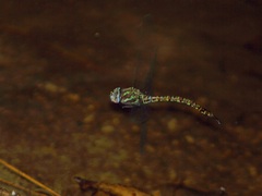 Rhionaeschna psilus