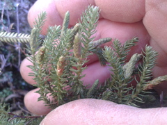 Lateristachys lateralis