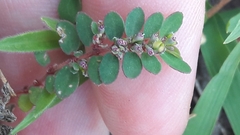 Euphorbia prostrata