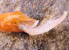 Smilium peronii