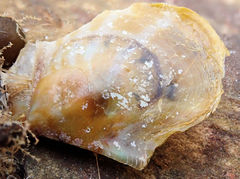 Electroma papilionacea