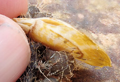 Electroma papilionacea