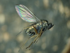 Gymnopternus aerosus
