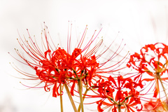 Lycoris radiata