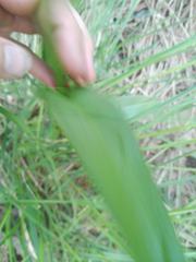 Dactylorhiza elata