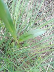 Dactylorhiza elata