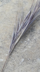 Poaceae