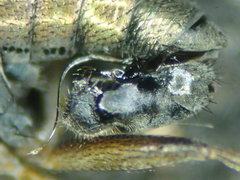 Gymnopternus aerosus