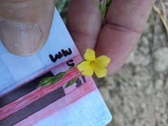 Linum trigynum