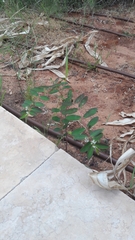 Euphorbia hypericifolia