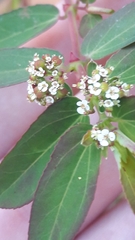 Euphorbia hypericifolia