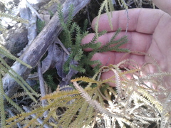 Lateristachys lateralis