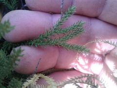 Lateristachys lateralis