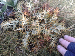 Aciphylla hookeri