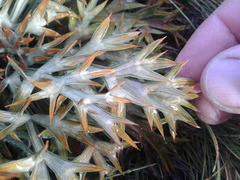 Aciphylla hookeri