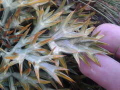 Aciphylla hookeri