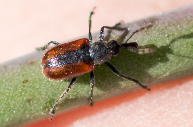 Auletobius nasalis