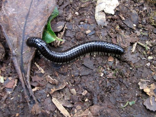 Rhinocricidae