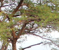 Senegalia polyacantha