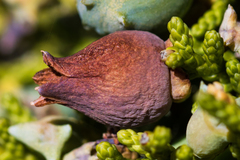 Walshomyia juniperina