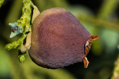 Walshomyia juniperina