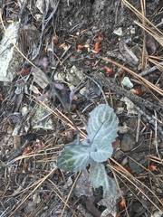 Caulanthus amplexicaulis