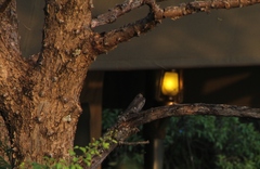 Senegalia polyacantha