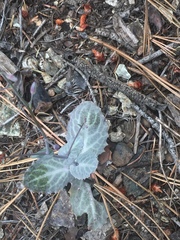 Caulanthus amplexicaulis