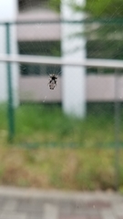 Cyclosa argenteoalba