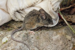 Peromyscus ochraventer