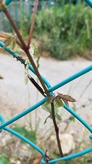 Theretra oldenlandiae