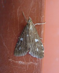 Udea olivalis