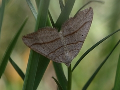 Scotopteryx