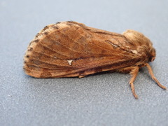 Korscheltellus fusconebulosa