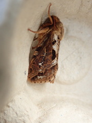 Korscheltellus fusconebulosa