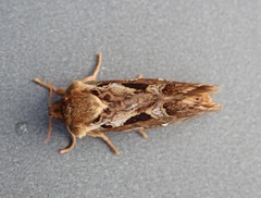 Korscheltellus fusconebulosa