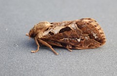 Korscheltellus fusconebulosa