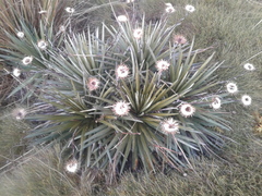 Celmisia armstrongii