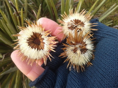 Celmisia armstrongii