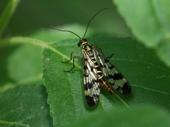 Panorpa vulgaris